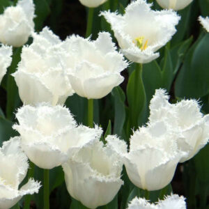 Тюльпан Матчпоінт 500 цибулин розмір 12+