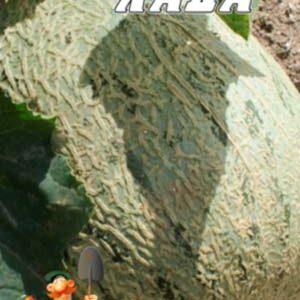 Диня Лада пакет 30 насінин