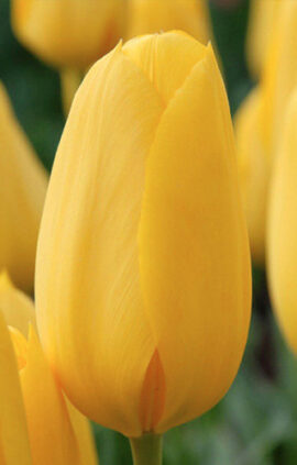 Тюльпан Конкуерор 500 цибулин розмір 12+