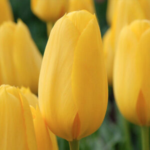 Тюльпан Конкуерор 500 цибулин розмір 12+