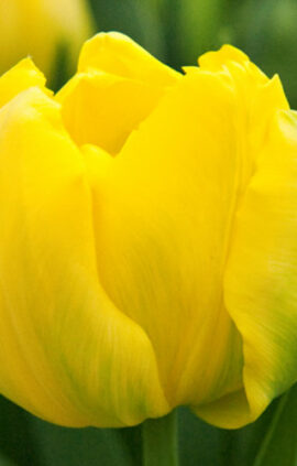 Тюльпан Дансінг Куїн 500 цибулин розмір 12+