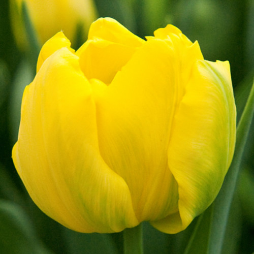 Тюльпан Дансінг Куїн 500 цибулин розмір 12+