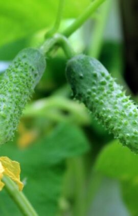 Огірок Рясний пакет 30 насінин