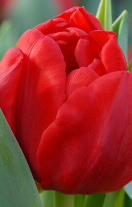 Тюльпан Ларго 500 цибулин розмір 12+