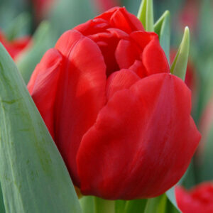 Тюльпан Ларго 500 цибулин розмір 12+