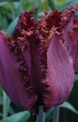 Тюльпан Кубан Найт 30 цибулин розмір 10/11