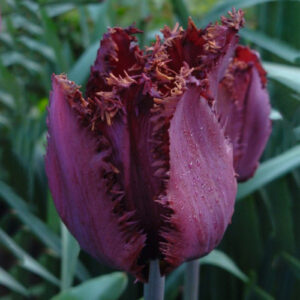 Тюльпан Кубан Найт 30 цибулин розмір 10/11