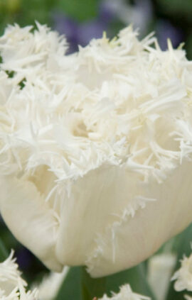 Тюльпан Естафета 500 цибулин розмір 12+