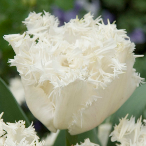 Тюльпан Естафета 500 цибулин розмір 12+