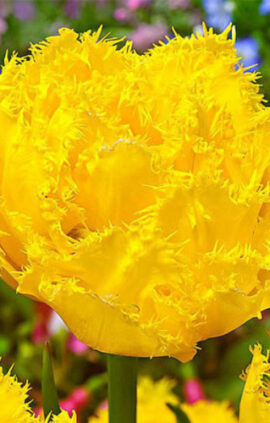 Тюльпан Екзотик Сан 500 цибулин розмір 12+