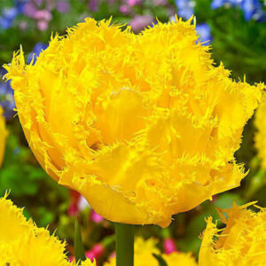 Тюльпан Екзотик Сан 500 цибулин розмір 12+