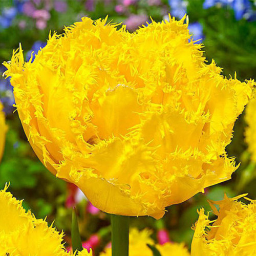 Тюльпан Екзотик Сан 500 цибулин розмір 12+