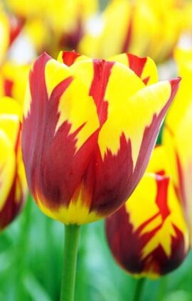 Тюльпан Холланд Куїн 500 цибулин розмір 12+