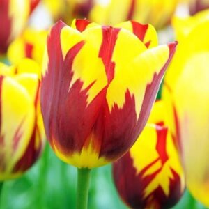 Тюльпан Холланд Куїн 500 цибулин розмір 12+