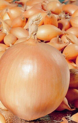 Цибуля Коррадо F1 сітка 1 кг розмір 10/12