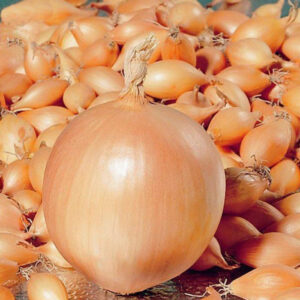 Цибуля Коррадо F1 сітка 1 кг розмір 10/12