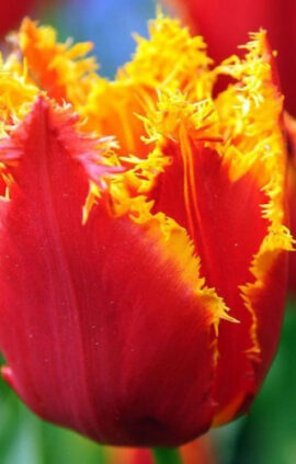 Тюльпан Палмарес упаковка 30 цибулин розмір 10/11