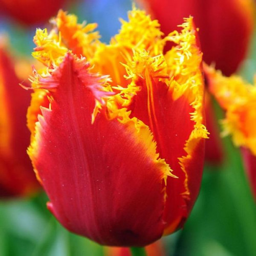 Тюльпан Палмарес упаковка 30 цибулин розмір 10/11