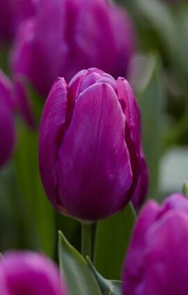 Тюльпан Каравелла 25 цибулин розмір 10/11