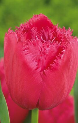 Тюльпан Бургунді Лейс 500 цибулин розмір 12+