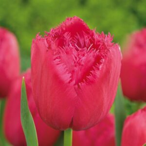 Тюльпан Бургунді Лейс 500 цибулин розмір 12+