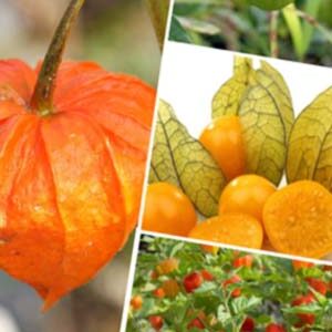 Фізаліс Томатілло