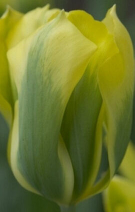 Тюльпан Формоза 30 цибулин розмір 10/11