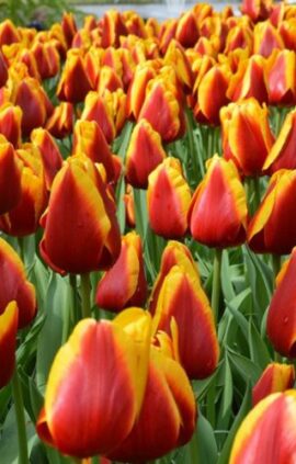 Тюльпан Кісс Неліс 500 цибулин розмір 12+