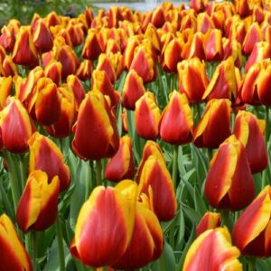 Тюльпан Кісс Неліс 500 цибулин розмір 12+