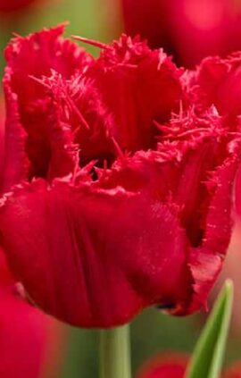 Тюльпан Ред вінг упаковка 30 цибулин розмір 10/11