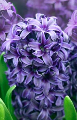 Гиацинт Аида 150 луковиц размер 19+