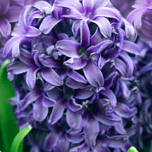 Гиацинт Аида 150 луковиц размер 19+