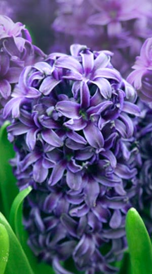 Гиацинт Аида 150 луковиц размер 19+