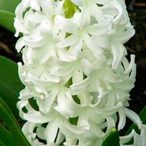 Гиацинт Айолос 150 луковиц размер 19+