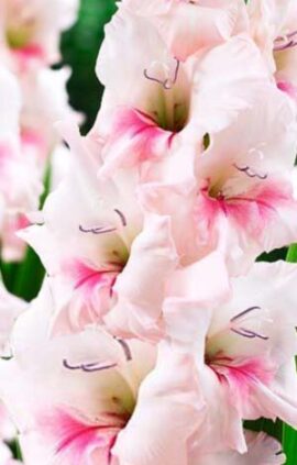 Гладіолус Адреналін 100 цибулин розмір 12/14