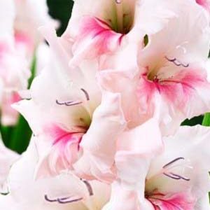 Гладіолус Адреналін 100 цибулин розмір 12/14