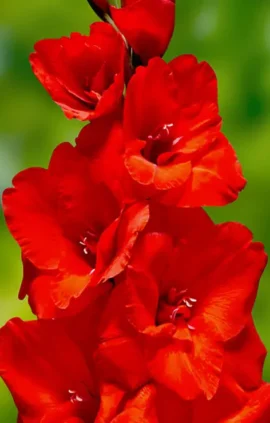 Гладіолус Advance red 100 цибулин розмір 12/14