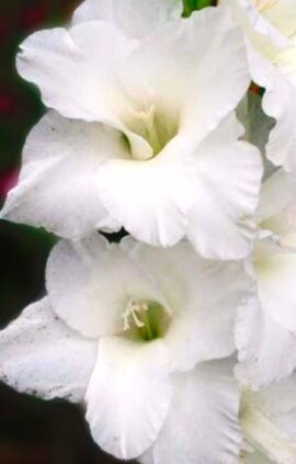 Гладіолус Амстердам 100 цибулин розмір 12/14