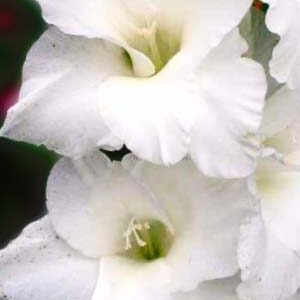 Гладіолус Амстердам 100 цибулин розмір 12/14