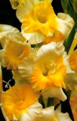 Гладіолус Баггі 100 цибулин розмір 12/14