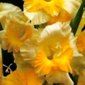 Гладіолус Баггі 100 цибулин розмір 12/14