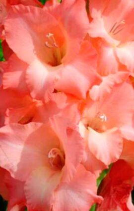 Гладіолус Джессіка 100 цибулин розмір 12/14