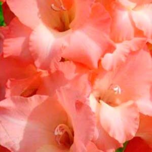 Гладіолус Джессіка 100 цибулин розмір 12/14