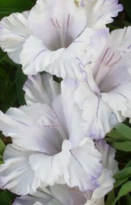 Гладіолус Ессенціале 100 цибулин розмір 12/14