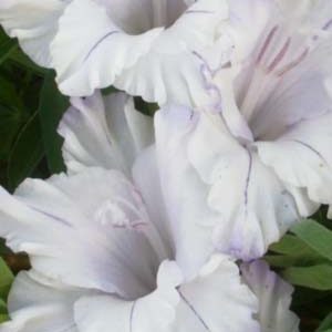 Гладіолус Ессенціале 100 цибулин розмір 12/14