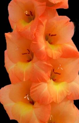 Гладіолус Еста Боніта 100 цибулин розмір 12/14