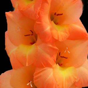 Гладіолус Еста Боніта 100 цибулин розмір 12/14