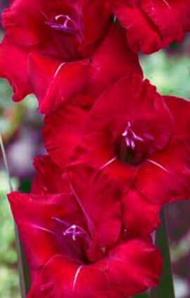 Гладіолус Флевіт Шайн 100 цибулин розмір 12/14