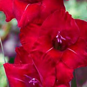 Гладіолус Флевіт Шайн 100 цибулин розмір 12/14