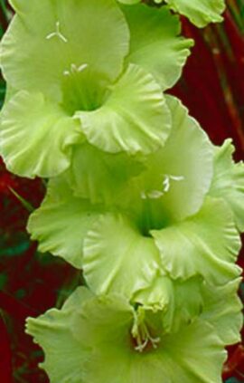 Гладіолус Грін Стар 100 цибулин розмір 12/14